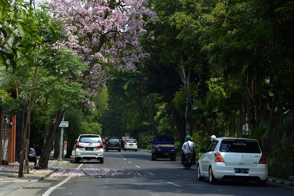 Walikota Risma Akan Menambah Variasi Bunga Sakura